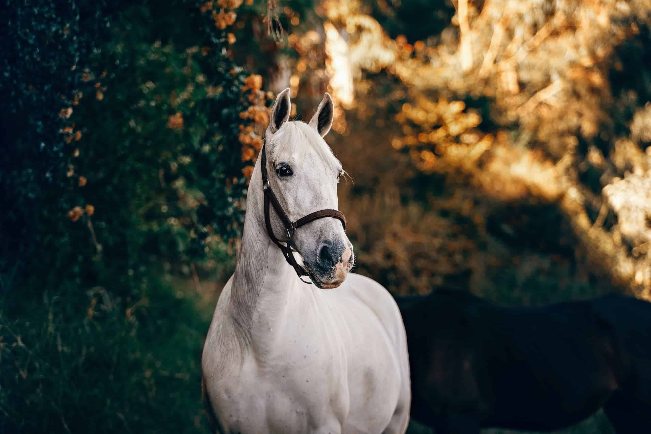Reiten mit feinsten Hilfen. Eine Übung für besseres Timing.