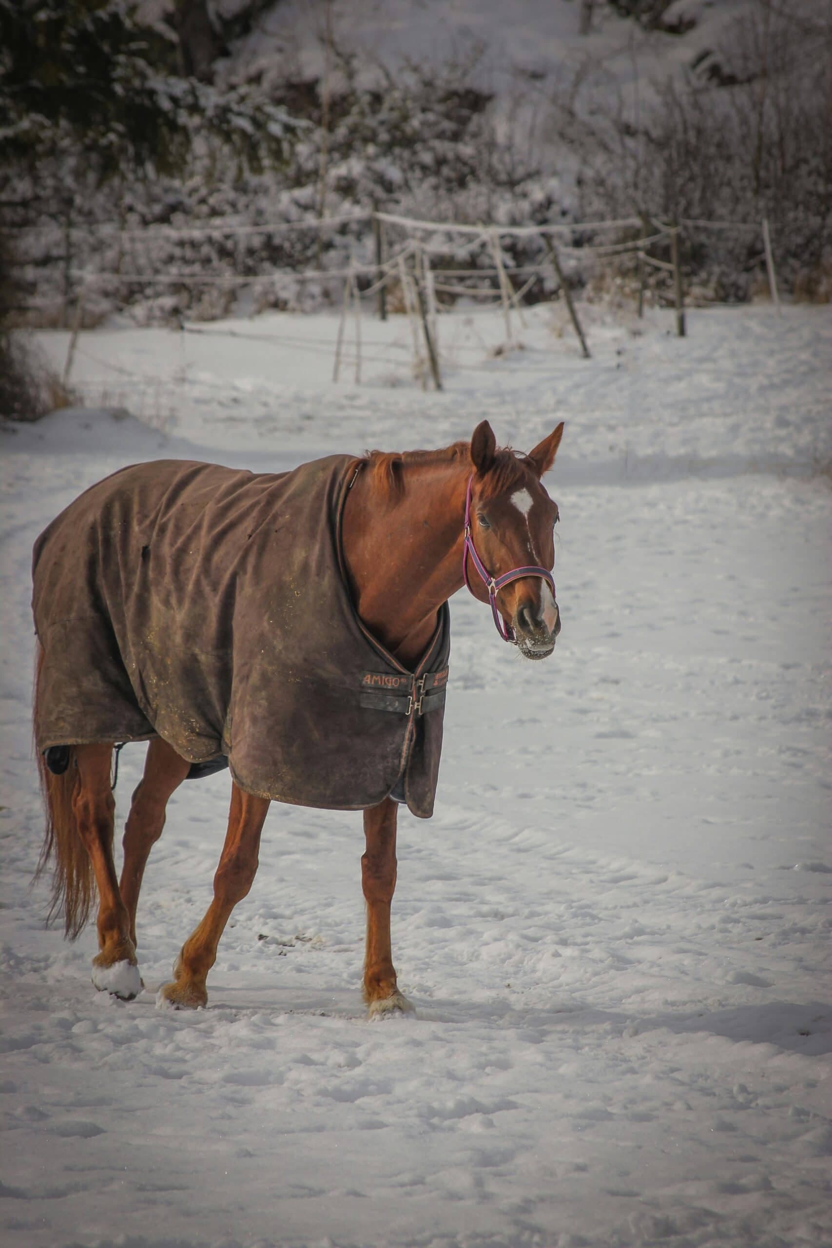 Soll ich mein Pferd eindecken? Thermoregulation bei Pferden im Winter